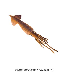Living squid. Vector illustration isolation on the white background