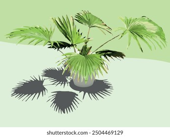 Livistona rotundifolia, or Round-Leaf Palm, showcases large, circular leaves with a graceful, fan-like appearance, enhancing interiors with its tropical charm.