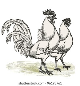 Livorno hen & cock - vintage engraved illustration - "Dictionnaire encyclopedique universel illustration" By Jules Trousset - 1891 Paris