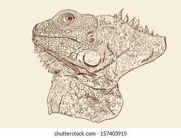 Lizard