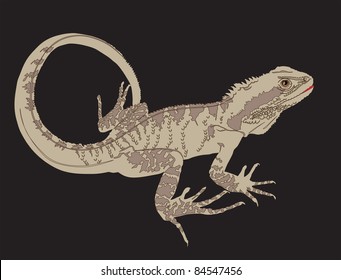 lizard
