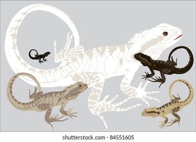lizard