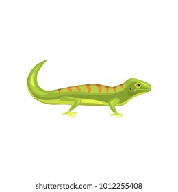 Lizard, amphibian animal cartoon vector Illustration