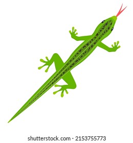 Lizard. Animal reptile, vector illustration