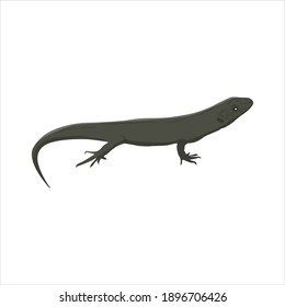 Lizard For Animal Vector Illustration
