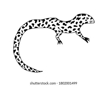 Lizard with black dots print illustration. Reptile desert animal sketch. Vector stock illustration. For colouring pages, decoration, cards.