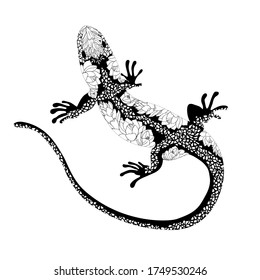 Borde negro agudo. Dibujaron a mano un lagarto de doodle ornamentado en un estilo gráfico. Aislado sobre fondo blanco. Ilustración vectorial.