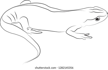 Lizard black and white drawing vector illustration logo sketch