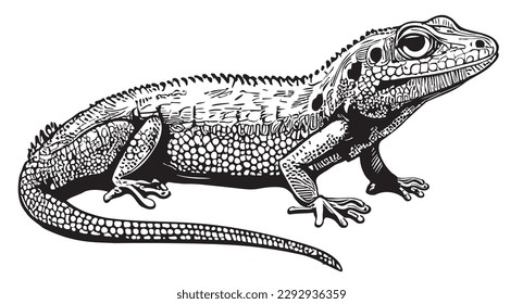 Lizard crawling sketch hand drawn in doodle style