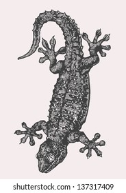 lizard. drawing style. vector illustration