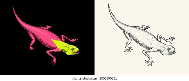 Lizard or gecko or agama. Exotic reptiles or blue snakes, Red mountain, Sinai Rainbow agama. Wild animals in nature. Engraved hand drawn.