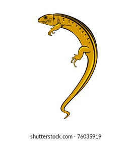 Lizard a gecko. Illustration on white background for design