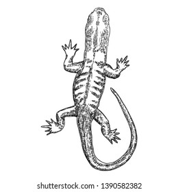Lizard or gecko lizard isolated and hand drawn. Vector