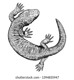 Lizard or gecko lizard isolated and hand drawn. Vector