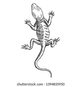 Lizard or gecko lizard isolated and hand drawn. Vector
