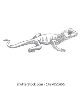 Lizard or gecko lizard isolated and hand drawn. Vector