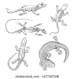 Lizard or gecko lizard set. Iguana skeleton isolated, exotic reptiles. Vector