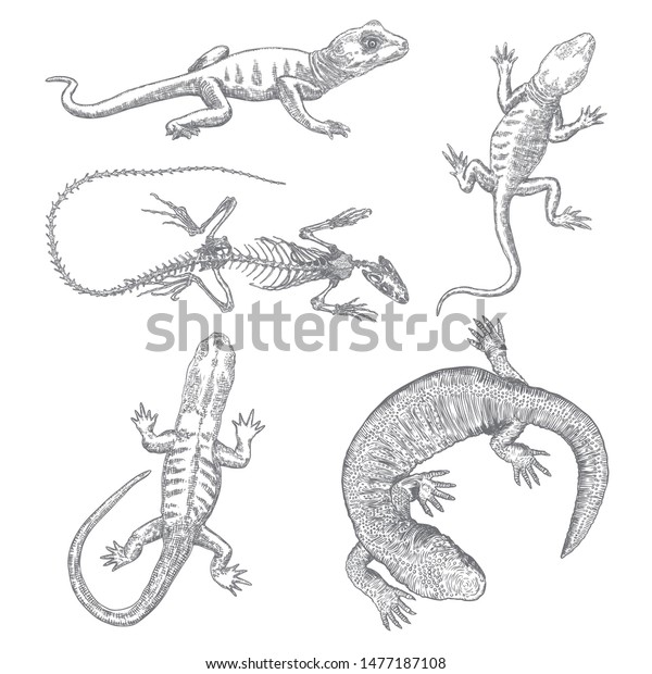 Lizard Gecko Lizard Set Iguana Skeleton Stock Vector (Royalty Free ...