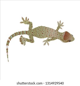 Lizard gecko top view. Sketch, coloured vector graphics. 