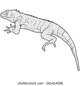 Lizard is goanna silhouette on a white background. Vector illustration.