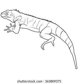 Lizard is goanna silhouette on a white background. Vector illustration.