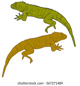 Lizard is goanna silhouette on a white background. Vector illustration.