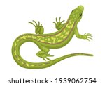 Lizard, a green small reptile, a species of common lizard. Vector animal isolated on white background, cartoon illustration