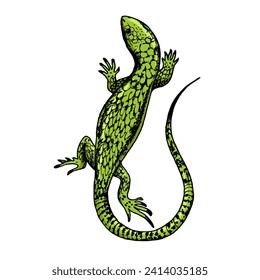 Lizard hand drawn color sketch engraving vector illustration. Scratch board style imitation. Hand drawn image.