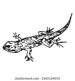 Lizard. Handgezeichnete lineare Doodle grobe Skizze. Schwarze Silhouette auf weißem Hintergrund.