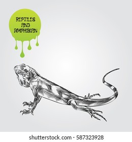 Lizard hand drawn sketch isolated on white background and green blob with drops. Reptiles and amphibian sketch elements vector illustration.