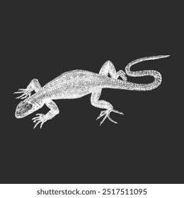 Lizard, hand drawn sketch in vector, vintage illustration of reptile in engraving style