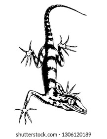 Lizard  hand-drawn vector illustration in sketch style.Realistic drawing in graphite pencil on a white background.