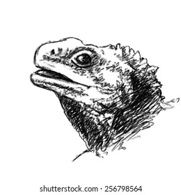 Lizard head Charcoal sketch Vector