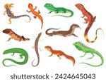 Lizard icons set. Tropical colorful decorative amphibian. Fauna characters in wildlife or zoo. Wildlife colorful creatures isolated on white vector illustration