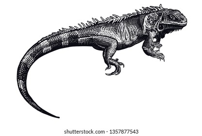 Lizard iguana isolated. Black and white reptile. Vector illustration. Hand drawing realistic. Vintage engraving of wildlife.