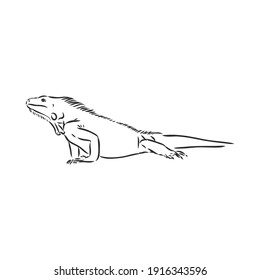 Lizard iguana isolated. Black and white reptile. Vector illustration. Hand drawing realistic. Vintage engraving of wildlife. iguana vector sketch on a white background