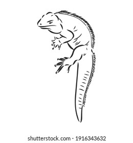 Iguana PNG Transparent Images | PNG All