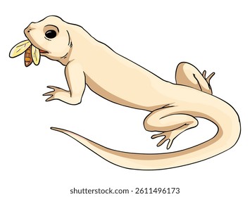 Lizard isolated on a white background