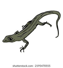 Lizard. Isolated vector illustration. Hand drawn colorful sketch. Animal design.