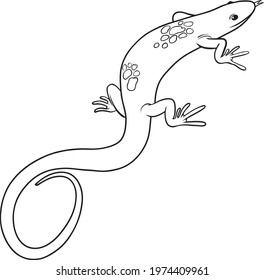 lizard line vector illustration isolated on white background.animals top view