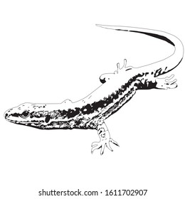 Lizard in motion on white background