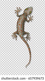 Lizard an der Wandgrafik
