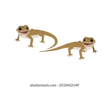 lizard on a white background.