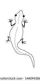 Lizard outline black vector on white isolate.