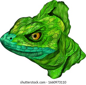 Green Basilisk Lizard Stock Illustrations Images Vectors Shutterstock