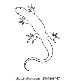 27,864 Reptile outline Images, Stock Photos & Vectors | Shutterstock