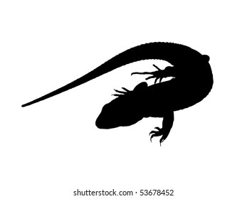 The Lizard. The Salamander. The Graphics. The Silhouette.