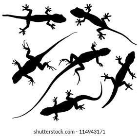 Lizard Silhouette on white background