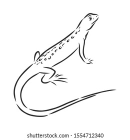 Lizard sketch, contour vector illustration 