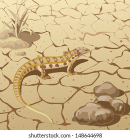 Lizard  in steppe among stones